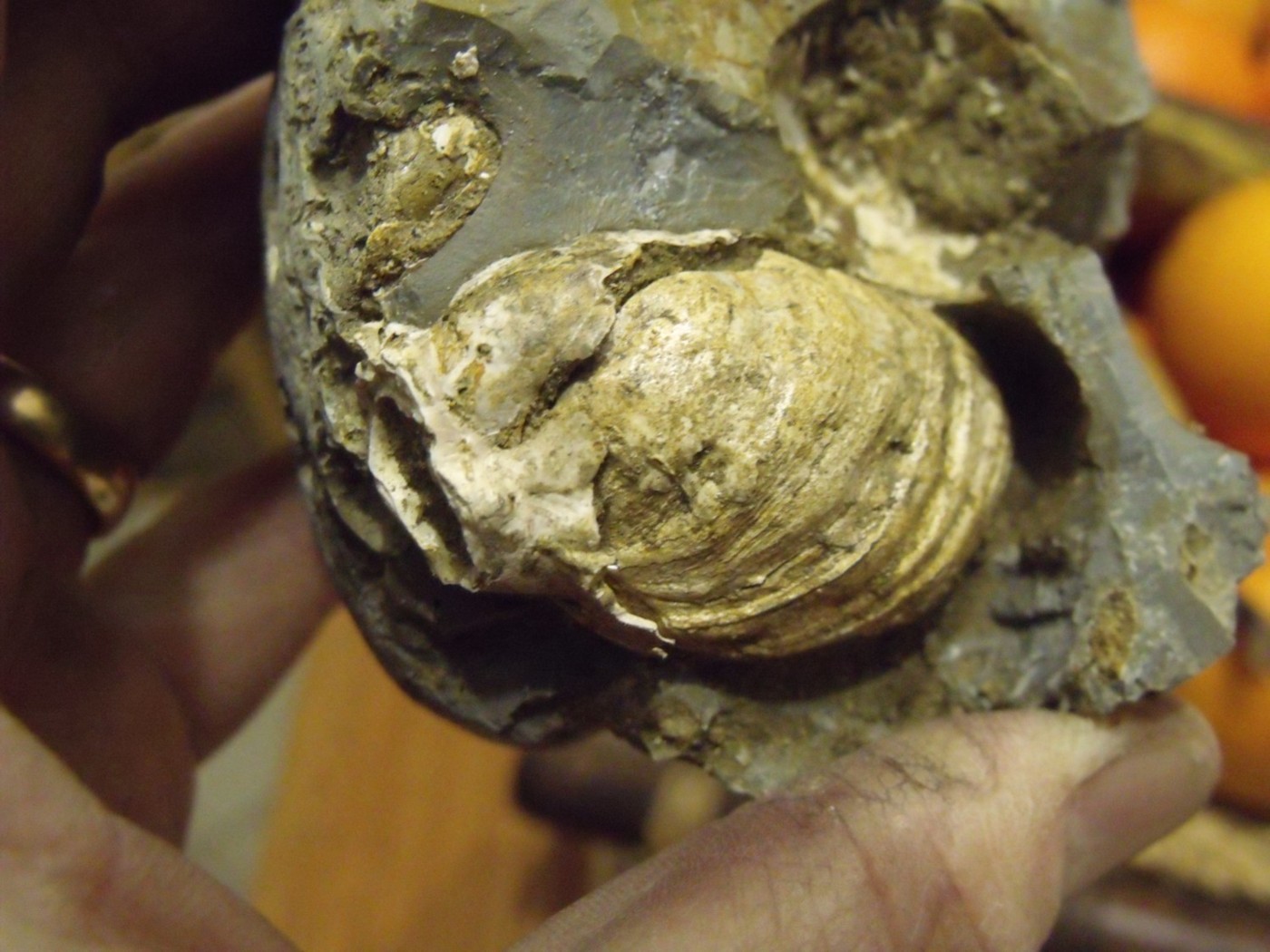 Bivalve da classificare.